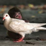 The 30 Strangest Animal Friendships You’ll Ever See