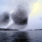 Murmuration of Starlings Flying Together Makes For an Amazing Video
